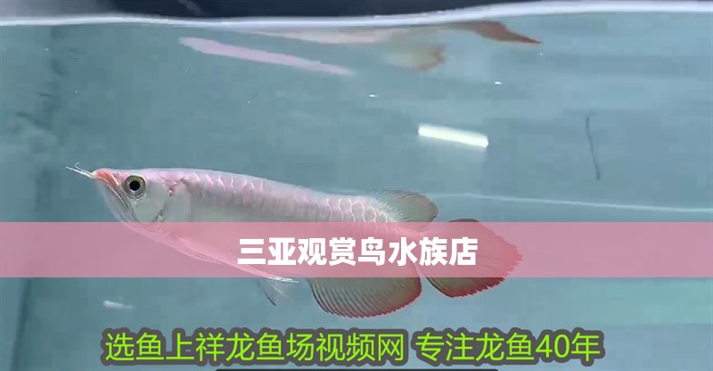 三亞觀賞鳥水族店