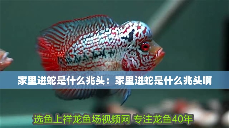 家里進蛇是什么兆頭：家里進蛇是什么兆頭啊