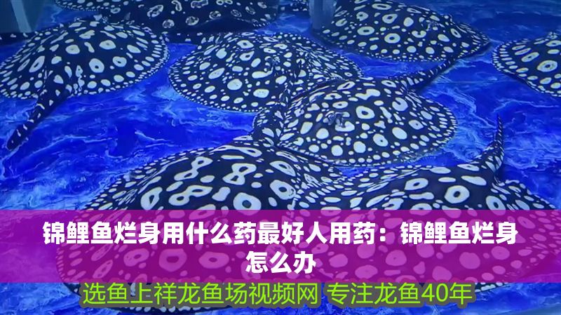 錦鯉魚爛身用什么藥最好人用藥:錦鯉魚爛身怎么辦 龍魚百科 第1張 錦鯉魚爛身用什么藥最好人用藥:錦鯉魚爛身怎么辦 錦鯉魚爛身用什么藥最好人用藥:錦鯉魚爛身怎么辦 龍魚百科 第1張