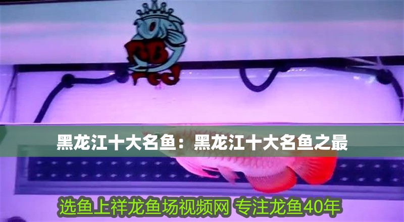 黑龍江十大名魚：黑龍江十大名魚之最
