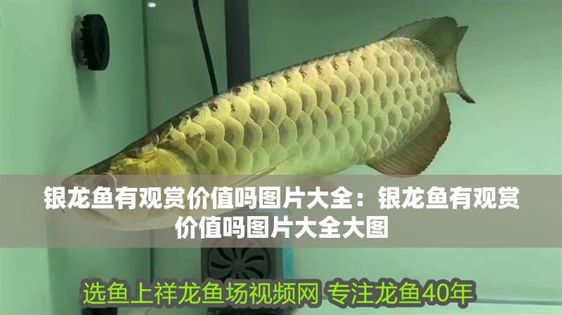 銀龍魚有觀賞價值嗎圖片大全：銀龍魚有觀賞價值嗎圖片大全大圖