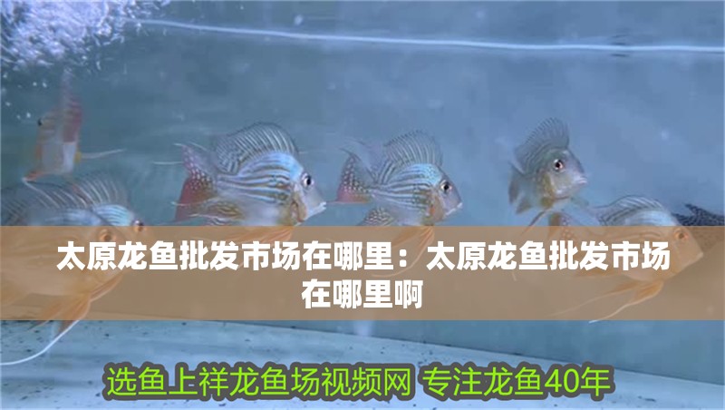 太原龍魚批發市場在哪里：太原龍魚批發市場在哪里啊 太原龍魚批發市場在哪里：太原龍魚批發市場在哪里啊 水族問答