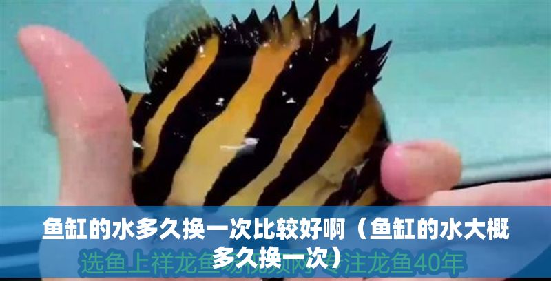 魚缸的水多久換一次比較好啊（魚缸的水大概多久換一次）