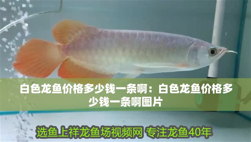 白色龍魚價格多少錢一條?。喊咨堲~價格多少錢一條啊圖片
