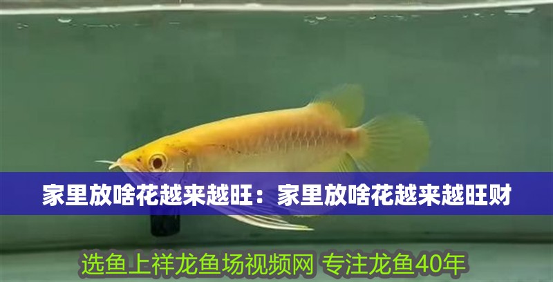 家里放啥花越來越旺：家里放啥花越來越旺財