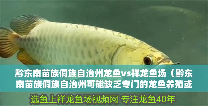 黔東南苗族侗族自治州龍魚vs祥龍魚場（黔東南苗族侗族自治州可能缺乏專門的龍魚養殖或銷售機構）