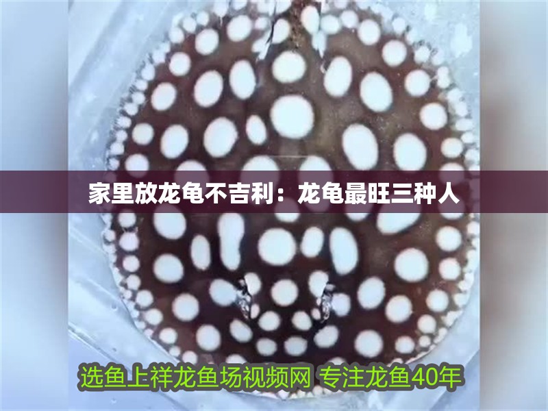 家里放龍龜不吉利：龍龜最旺三種人