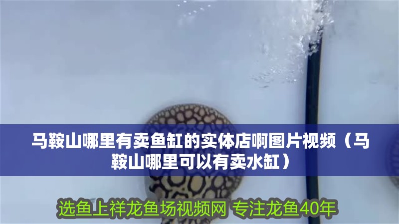 馬鞍山哪里有賣魚缸的實體店啊圖片視頻（馬鞍山哪里可以有賣水缸）