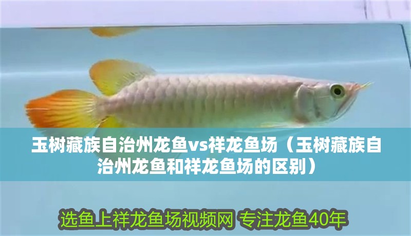 玉樹藏族自治州龍魚vs祥龍魚場（玉樹藏族自治州龍魚和祥龍魚場的區別）