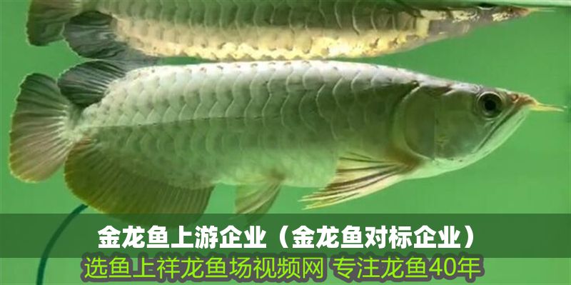 金龍魚上游企業（金龍魚對標企業）