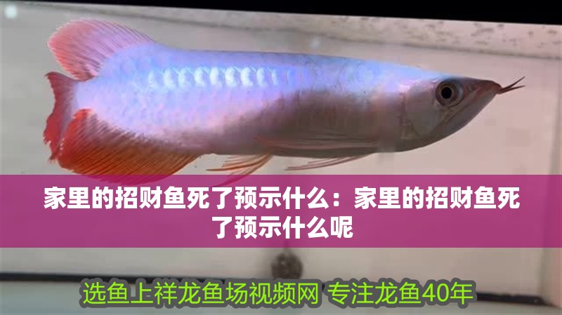 家里的招財魚死了預(yù)示什么：家里的招財魚死了預(yù)示什么呢