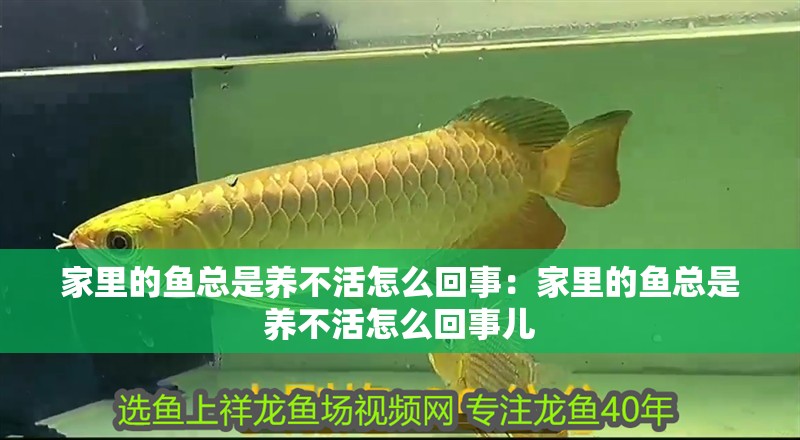 家里的魚總是養不活怎么回事:家里的魚總是養不活怎么回事兒 龍魚百科 第2張 家里的魚總是養不活怎么回事:家里的魚總是養不活怎么回事兒 家里的魚總是養不活怎么回事:家里的魚總是養不活怎么回事兒 龍魚百科 第2張
