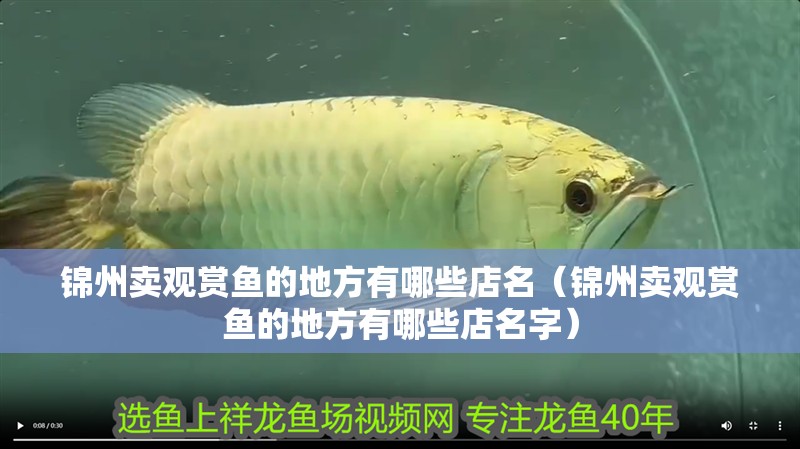 錦州賣觀賞魚的地方有哪些店名（錦州賣觀賞魚的地方有哪些店名字）
