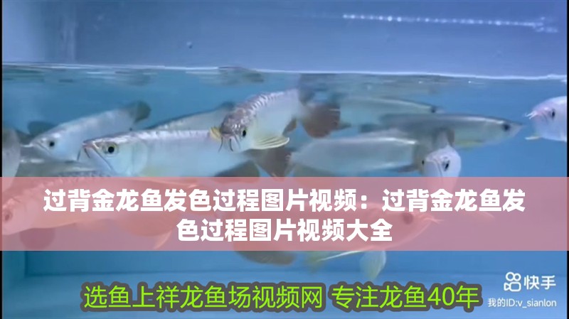 好看的金龍魚圖片欣賞（現在在農村開一個榨油店怎么樣）