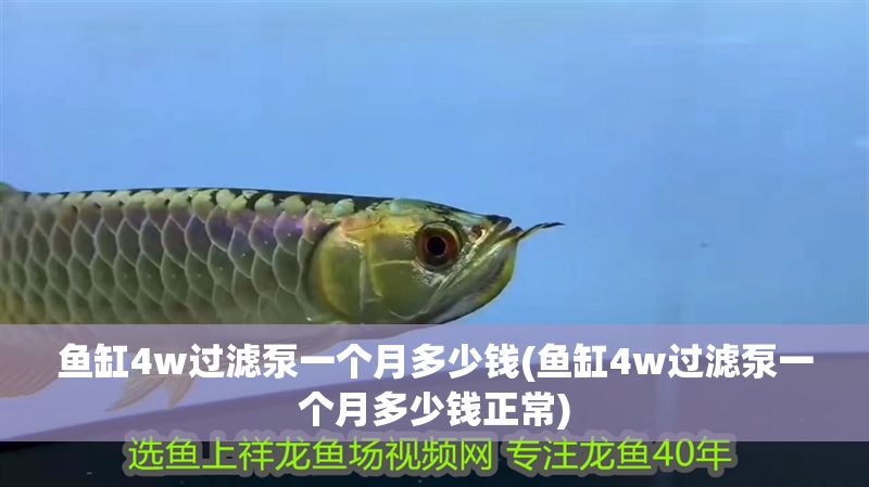 魚缸4w過濾泵一個月多少錢(魚缸4w過濾泵一個月多少錢正常)