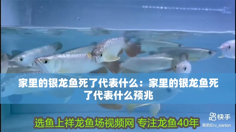 家里的銀龍魚死了代表什么：家里的銀龍魚死了代表什么預兆