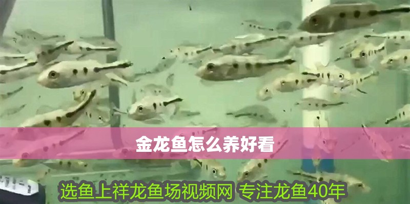 金龍魚怎么養好看