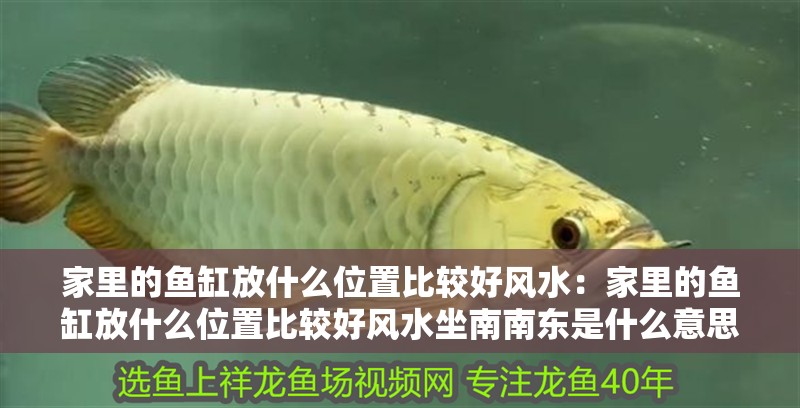 家里的魚缸放什么位置比較好風水：家里的魚缸放什么位置比較好風水坐南南東是什么意思