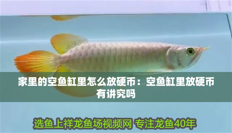 家里的空魚缸里怎么放硬幣：空魚缸里放硬幣有講究嗎
