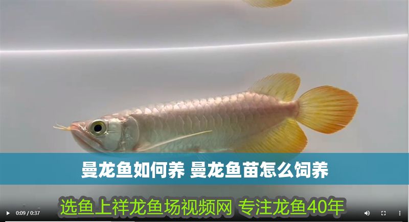 曼龍魚(yú)如何養(yǎng) 曼龍魚(yú)苗怎么飼養(yǎng)
