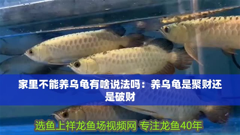 家里不能養烏龜有啥說法嗎：養烏龜是聚財還是破財