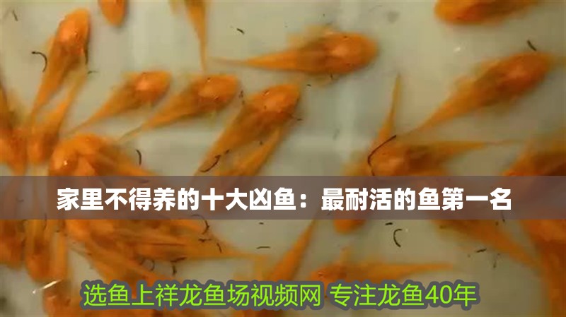 家里不得養的十大兇魚：最耐活的魚第一名 家里不得養的十大兇魚：最耐活的魚第一名 龍魚百科 第1張