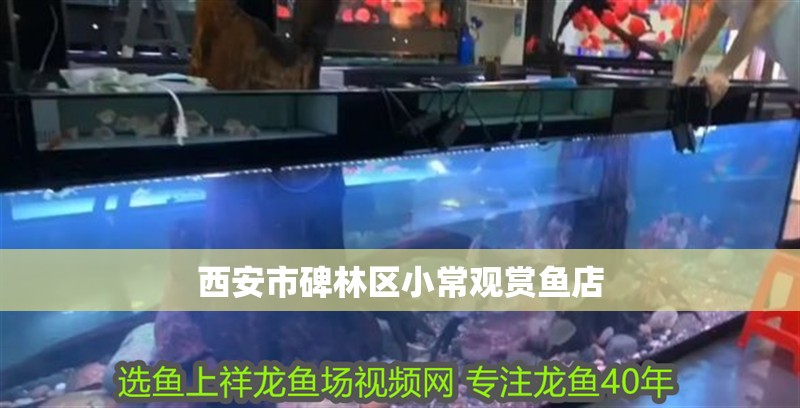 西安市碑林區小常觀賞魚店