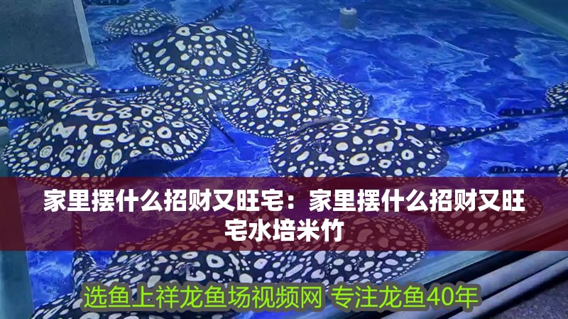 家里擺什么招財又旺宅：家里擺什么招財又旺宅水培米竹