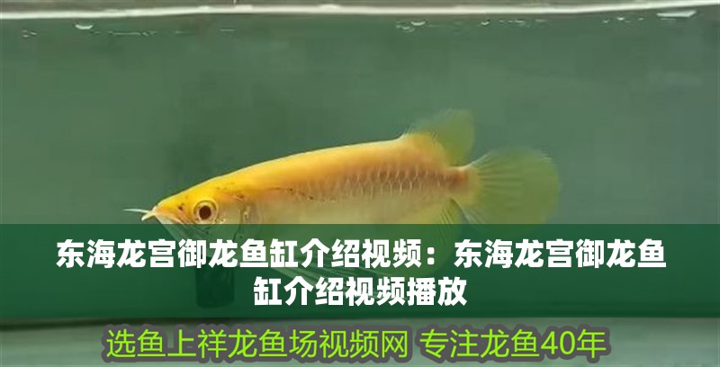 東海龍宮御龍魚缸介紹視頻：東海龍宮御龍魚缸介紹視頻播放