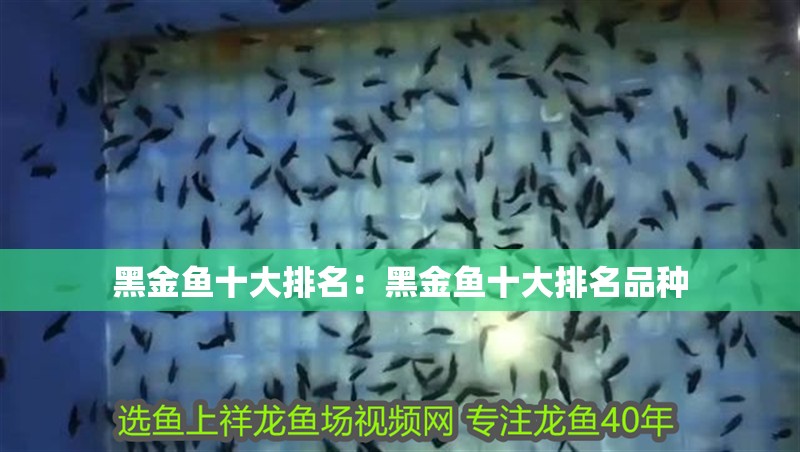 黑金魚十大排名：黑金魚十大排名品種