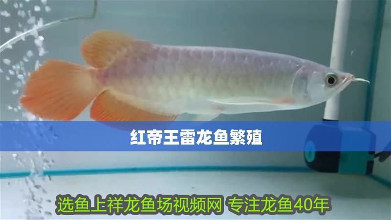 紅帝王雷龍魚繁殖