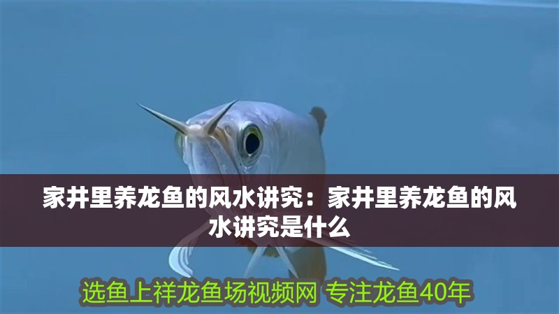 家井里養龍魚的風水講究：家井里養龍魚的風水講究是什么