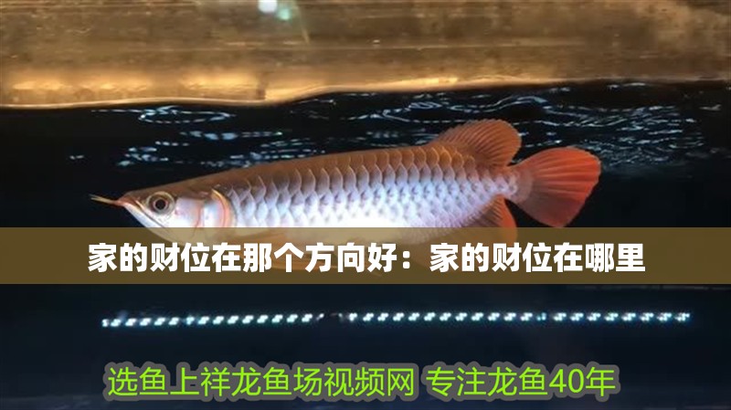 家的財位在那個方向好:家的財位在哪里 龍魚百科 第1張 家的財位在那個方向好:家的財位在哪里 家的財位在那個方向好:家的財位在哪里 龍魚百科 第1張