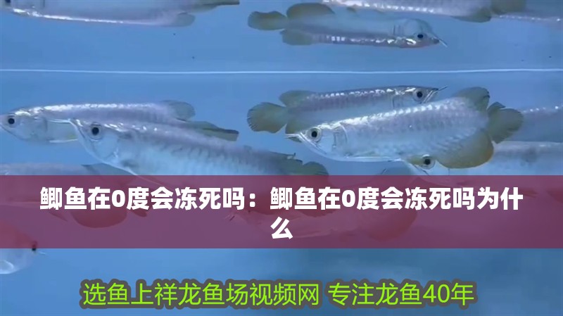 鯽魚在0度會凍死嗎：鯽魚在0度會凍死嗎為什么