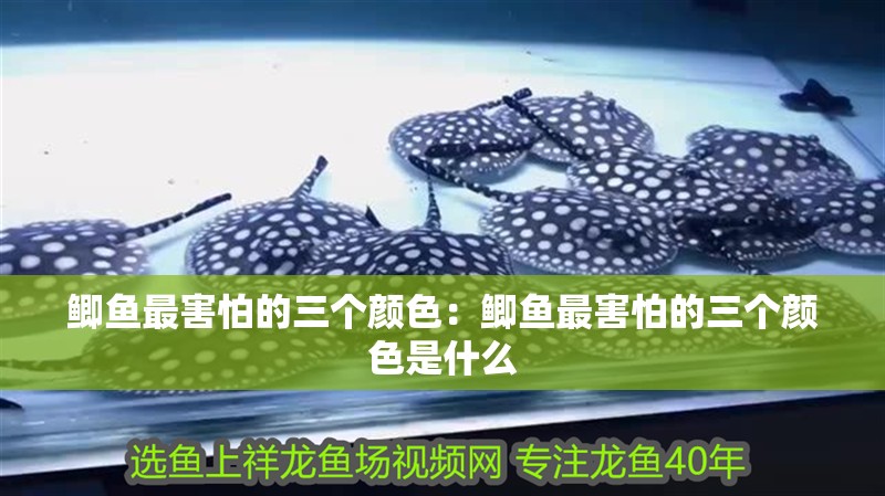 鯽魚最害怕的三個(gè)顏色：鯽魚最害怕的三個(gè)顏色是什么