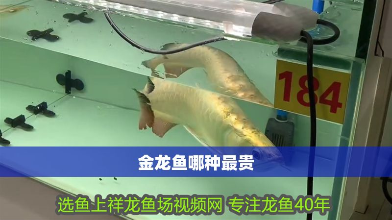 金龍魚哪種最貴