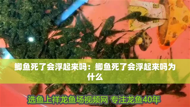 鯽魚死了會浮起來嗎：鯽魚死了會浮起來嗎為什么