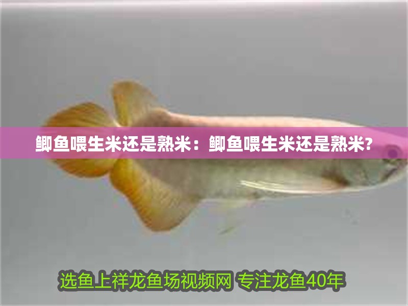 鯽魚喂生米還是熟米：鯽魚喂生米還是熟米?