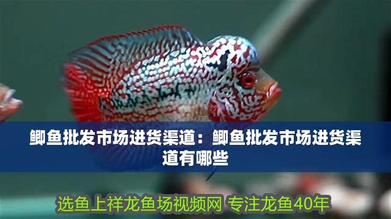 鯽魚批發市場進貨渠道：鯽魚批發市場進貨渠道有哪些