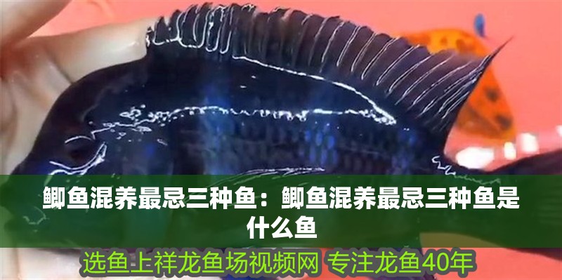 鯽魚混養最忌三種魚：鯽魚混養最忌三種魚是什么魚