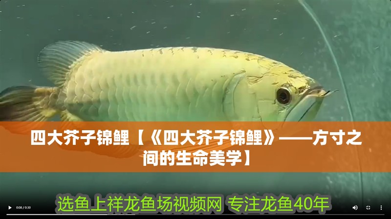 四大芥子錦鯉【《四大芥子錦鯉》——方寸之間的生命美學】