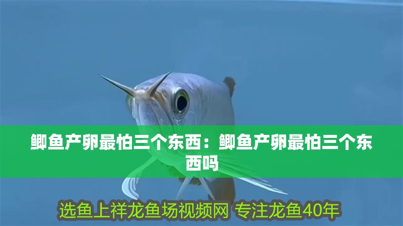 鯽魚產(chǎn)卵最怕三個(gè)東西：鯽魚產(chǎn)卵最怕三個(gè)東西嗎