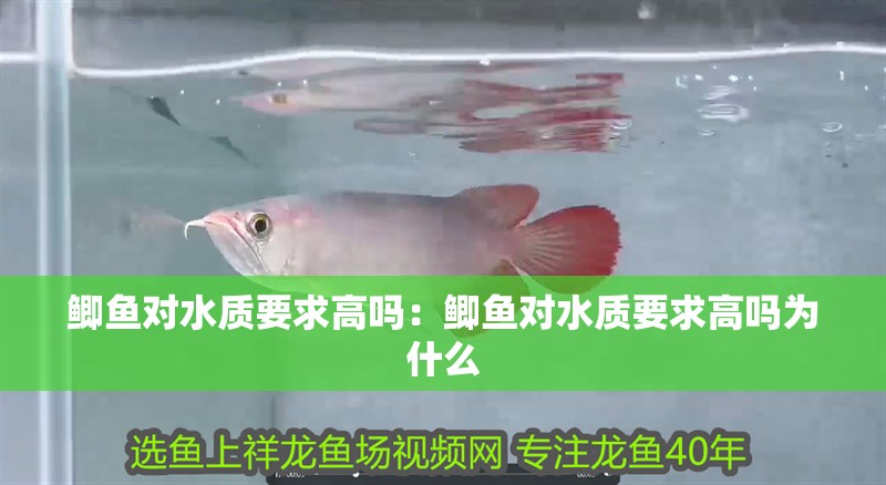 鯽魚對水質要求高嗎：鯽魚對水質要求高嗎為什么