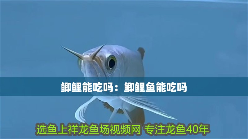 鯽鯉能吃嗎：鯽鯉魚能吃嗎