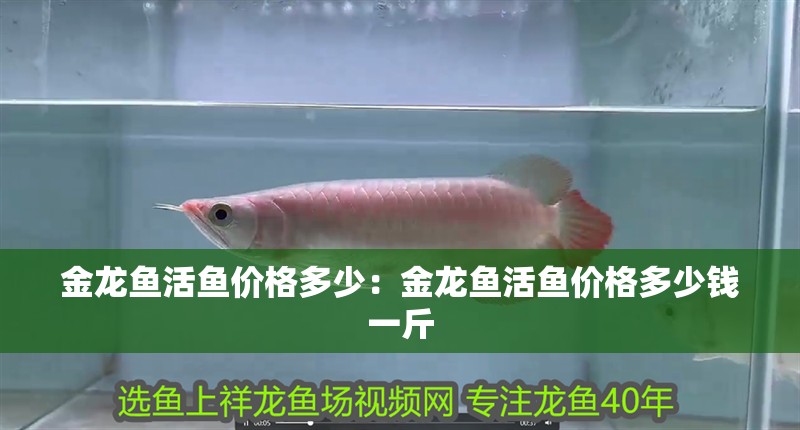 金龍魚活魚價格多少：金龍魚活魚價格多少錢一斤 金龍魚活魚價格多少：金龍魚活魚價格多少錢一斤 水族問答
