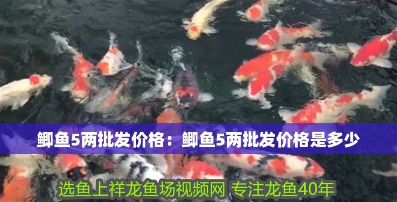 鯽魚5兩批發價格：鯽魚5兩批發價格是多少