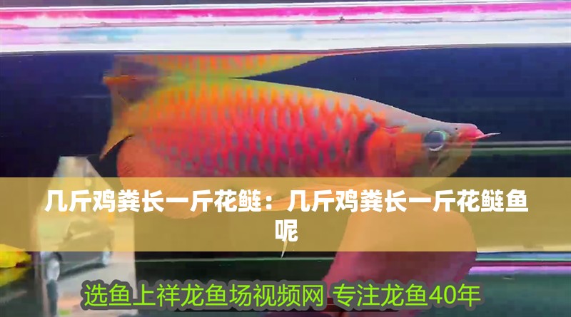 幾斤雞糞長一斤花鰱：幾斤雞糞長一斤花鰱魚呢