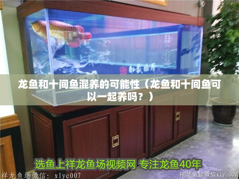 龍魚和十間魚混養的可能性（龍魚和十間魚可以一起養嗎？）