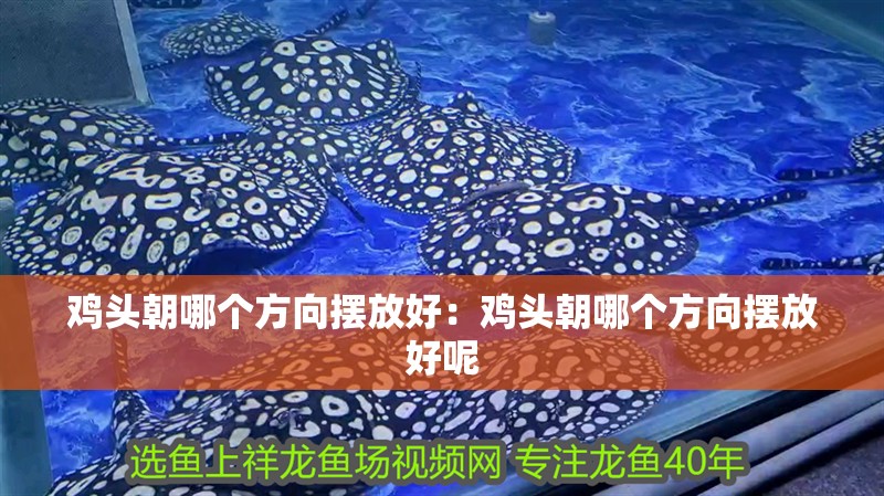 雞頭朝哪個方向擺放好：雞頭朝哪個方向擺放好呢