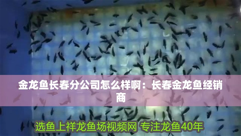 金龍魚長春分公司怎么樣?。洪L春金龍魚經銷商